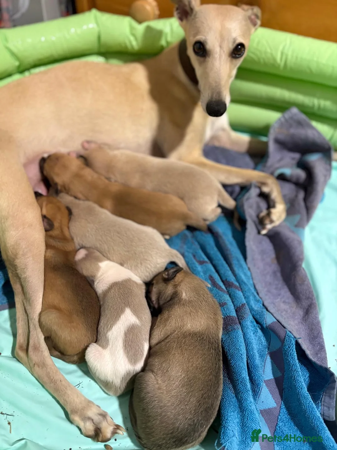 Whippet dogs for stud: Whippet Dog at Stud in Swadlincote - Advert 3