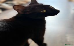 Mixed Breed cats for sale: Black 1 year old female Cat - Image 2