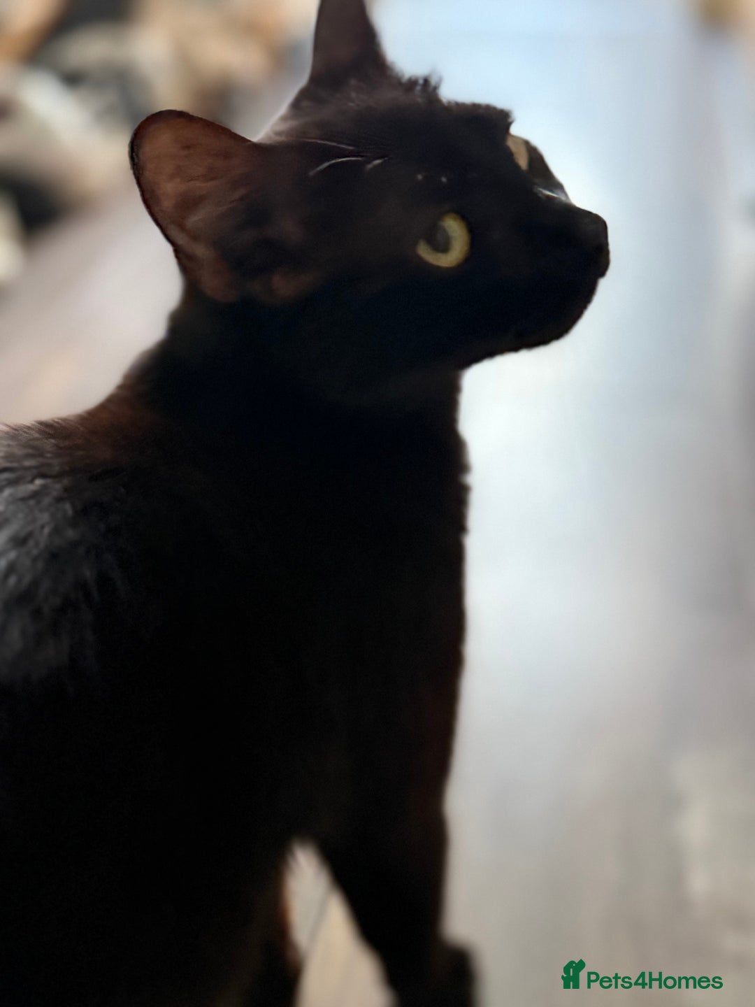 Mixed Breed cats for sale: Black 1 year old female Cat - Image 2