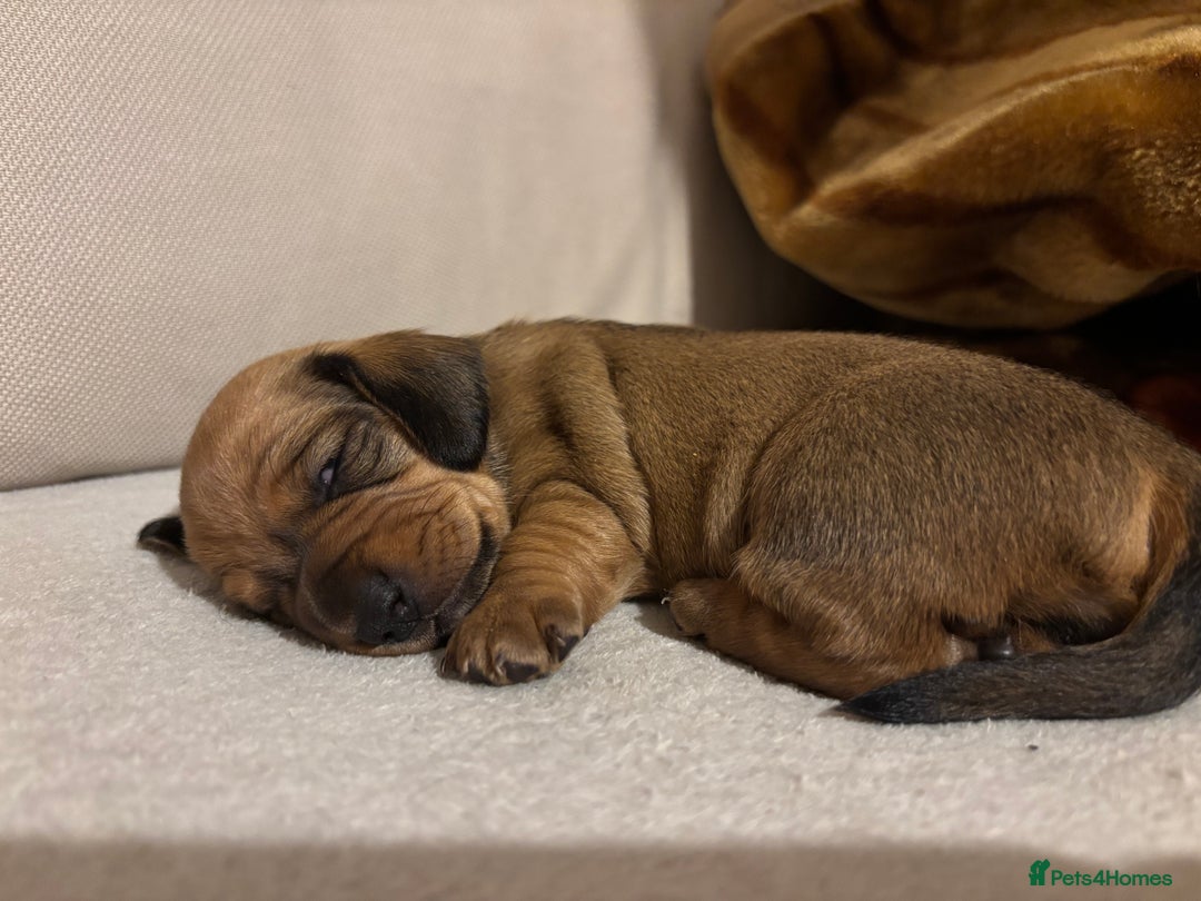 Miniature Dachshund dogs for sale: Miniature dachshund (1 girl left) - Advert 14