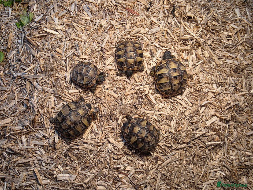 Hermann Tortoise reptiles for sale: Uk bred Hermann’s Tortoise Hatchlings - Image 4