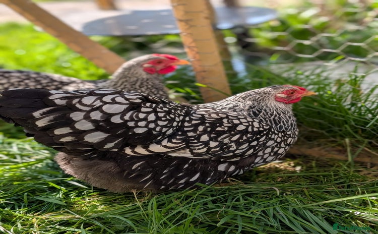 Mixed Breed livestock for sale - Advert 2