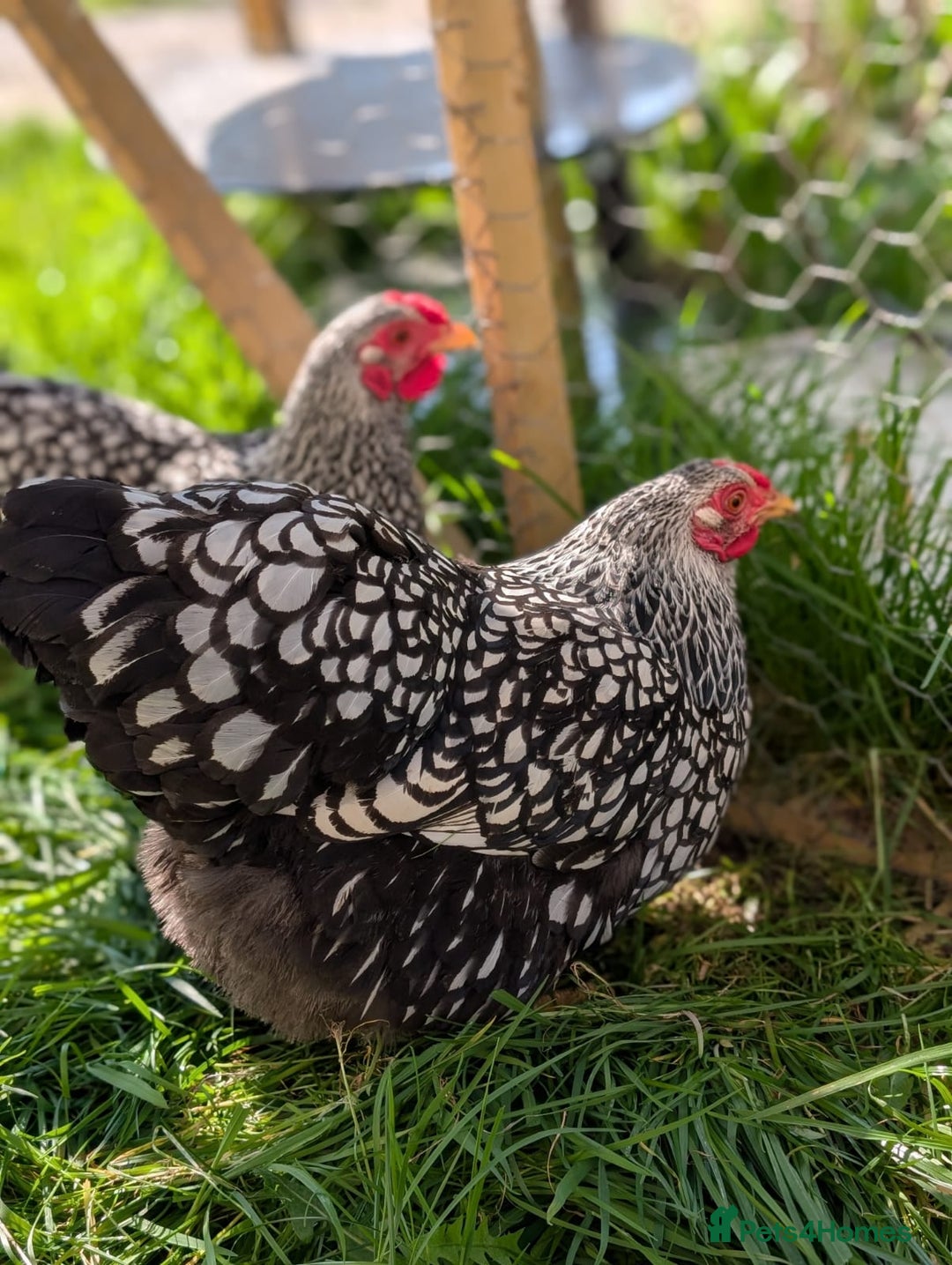 Mixed Breed livestock for sale: pekin bantam, silver L.Wyandotte chicks/growers  - Image 1