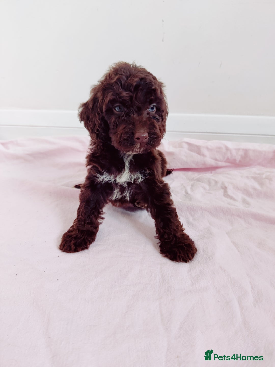 Cockapoo dogs for sale: Outstanding Cockapoo Puppies - Image 17