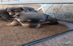 Jack Russell dogs for sale: Wenlock  jack russel puppies  - Image 5