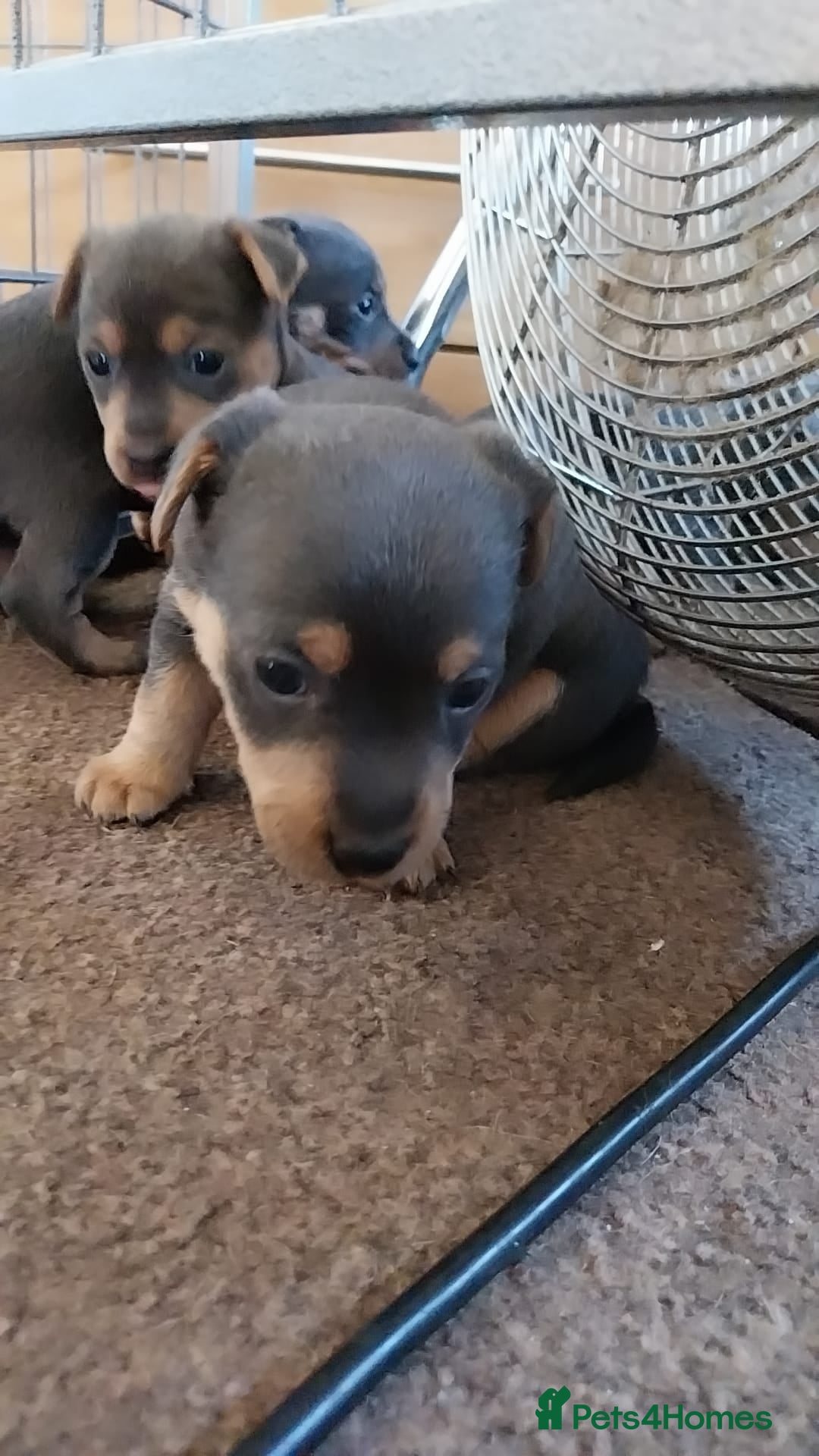Jack Russell dogs for sale: Wenlock  jack russel puppies  - Image 5
