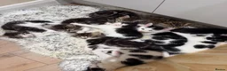 Mixed Breed cats for sale: Beautiful kittens looking for a forever home🐈🥹 - Advert 1