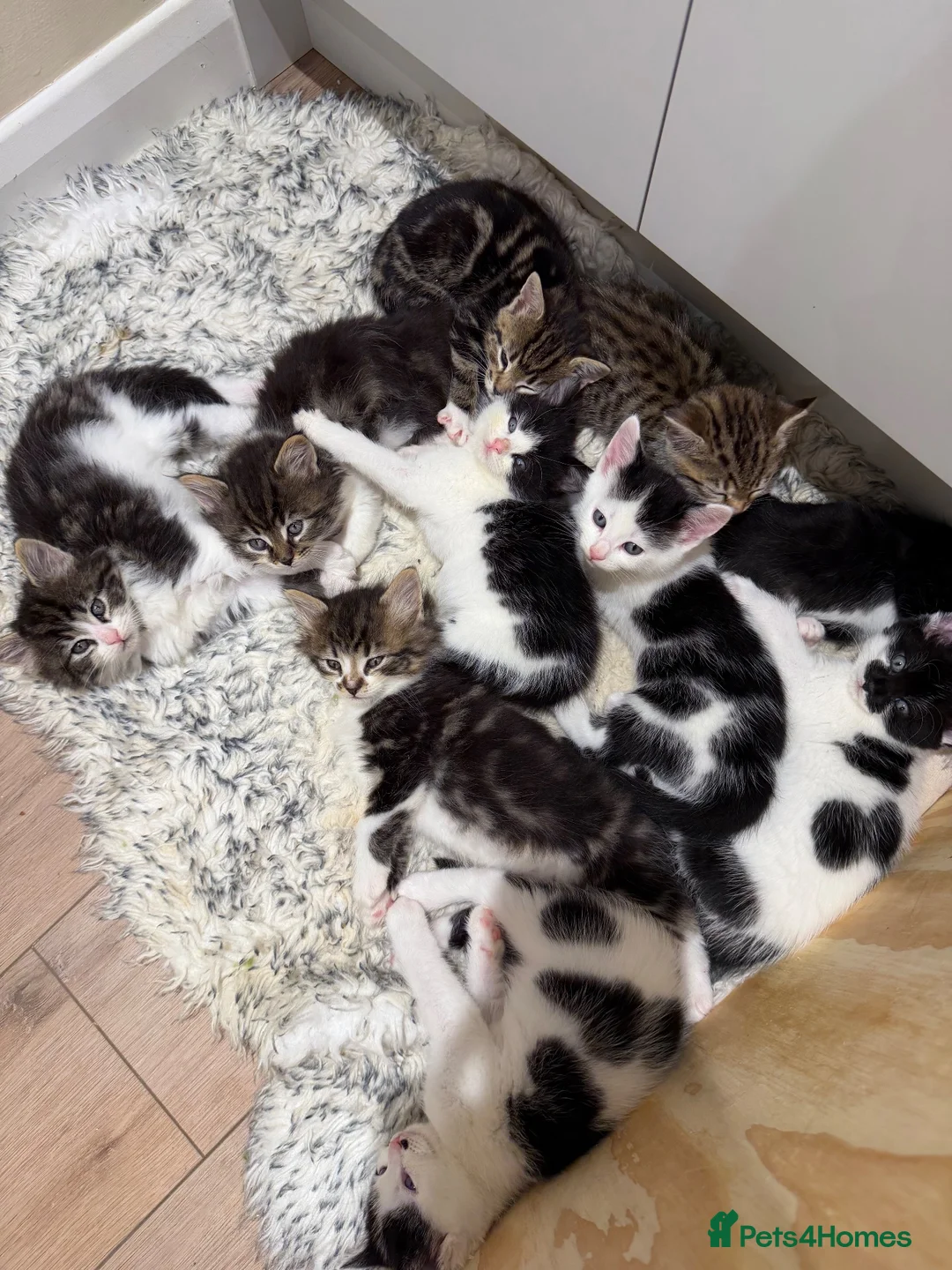 Mixed Breed cats for sale: Beautiful kittens looking for a forever home🐈🥹 - Advert 1