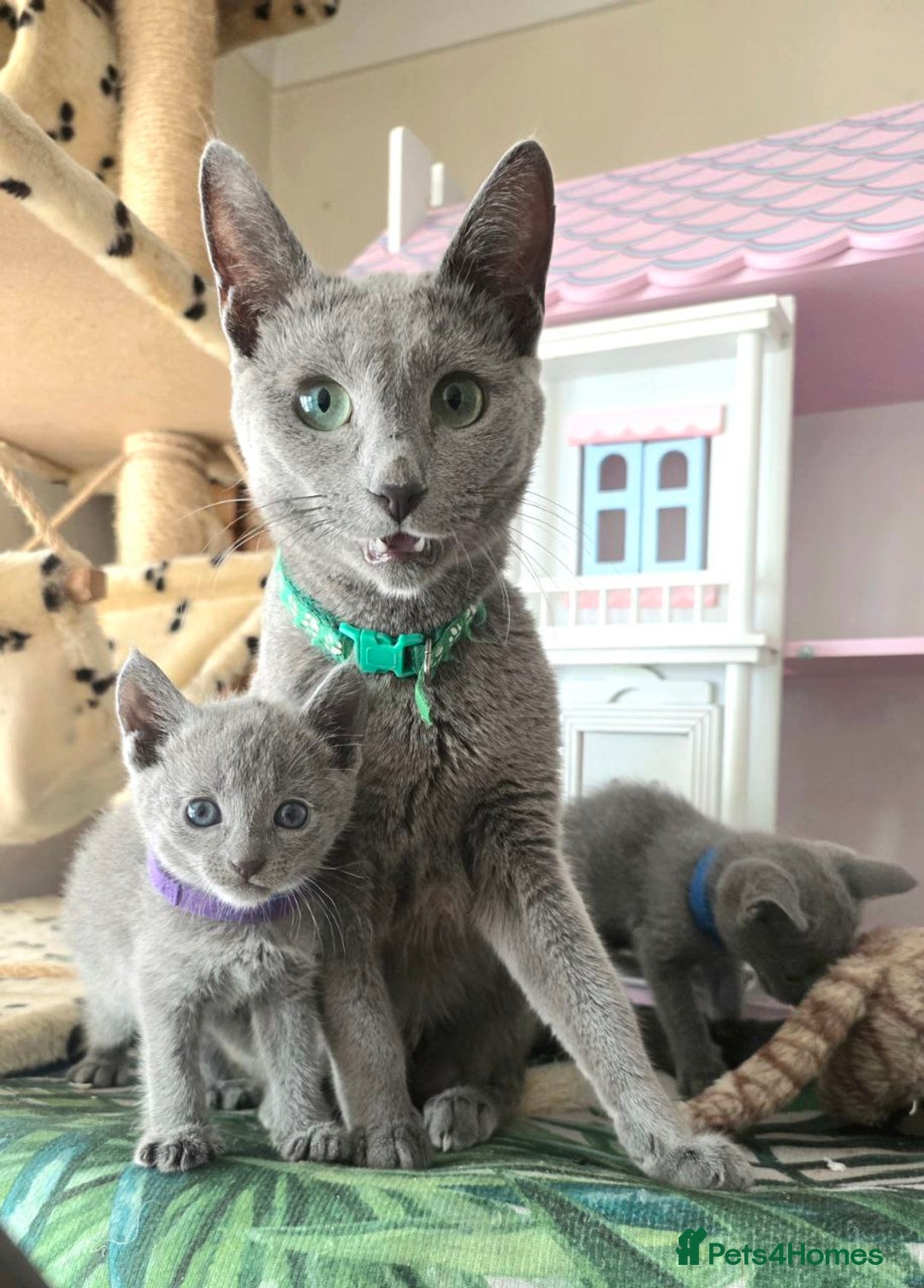 Russian Blue cats for sale: RB kittens Pedigree London  - Image 25