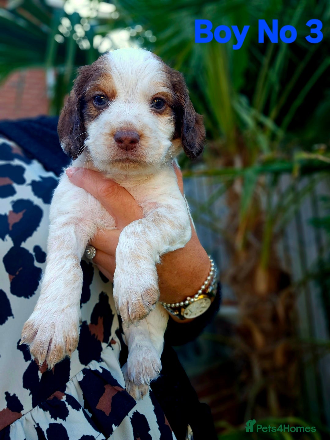 Cocker Spaniel dogs for sale: Cocker Spaniels - Image 12
