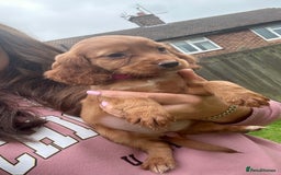 Cocker Spaniel dogs for sale: KC registered Red Cocker Spaniel Pups  - Image 8