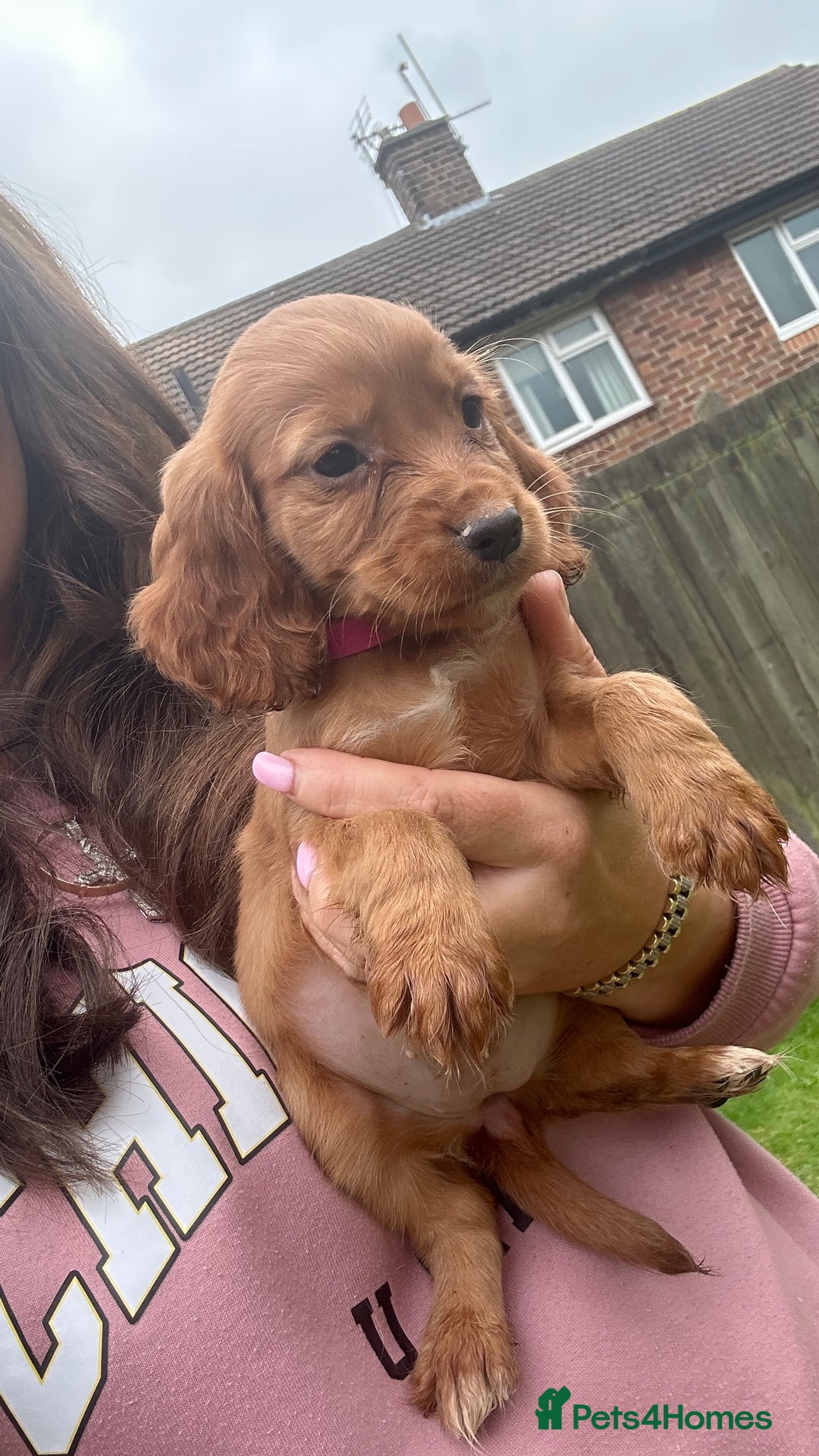 Cocker Spaniel dogs for sale: KC registered Red Cocker Spaniel Pups  - Image 8