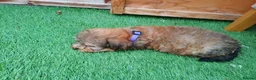 Yorkiepoo dogs for sale: Yorkepoo Male and Female very miniature breed - Advert 1