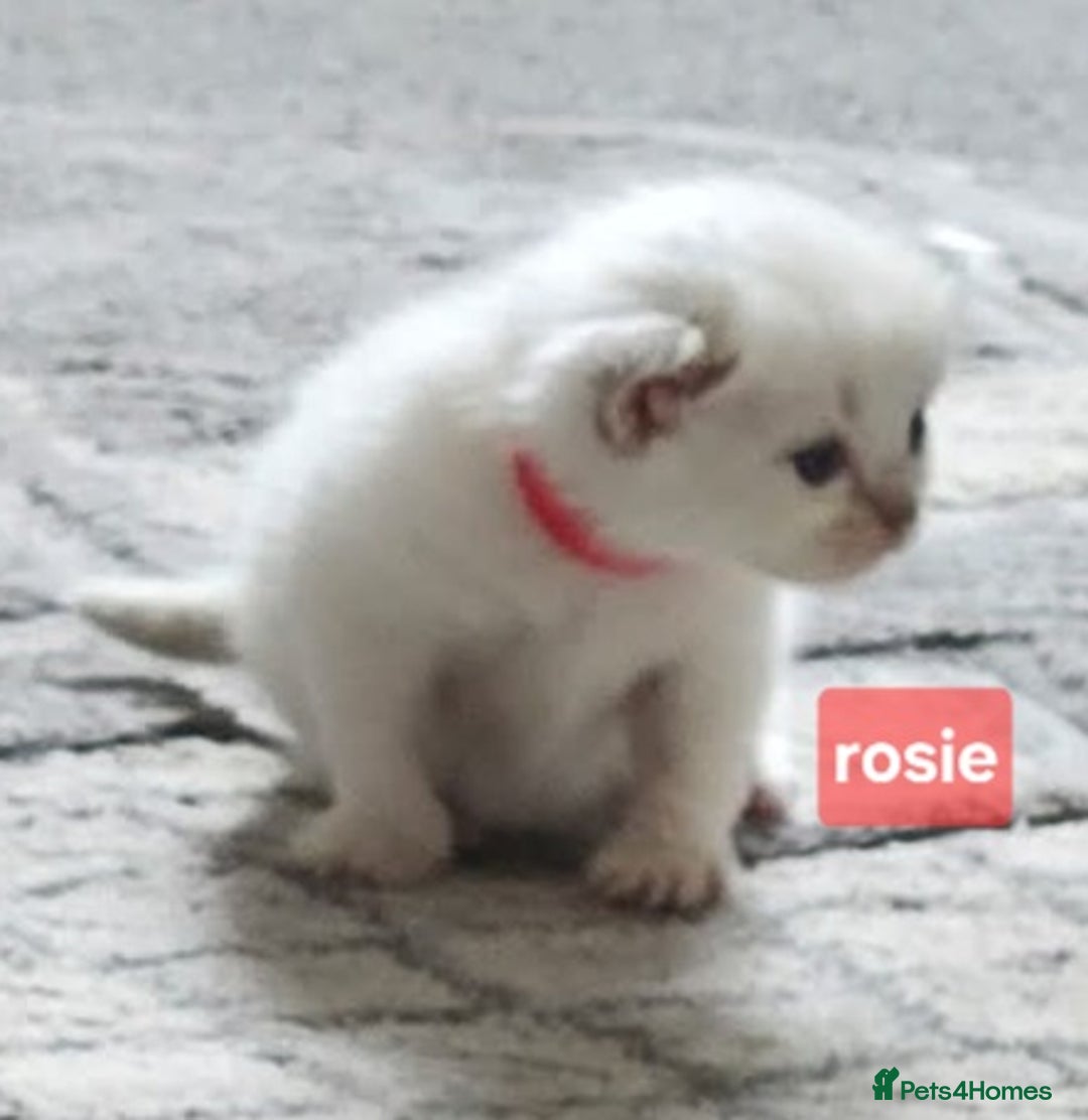 Ragdoll cats for sale: Lilac lynx ragdoll so special - Image 16