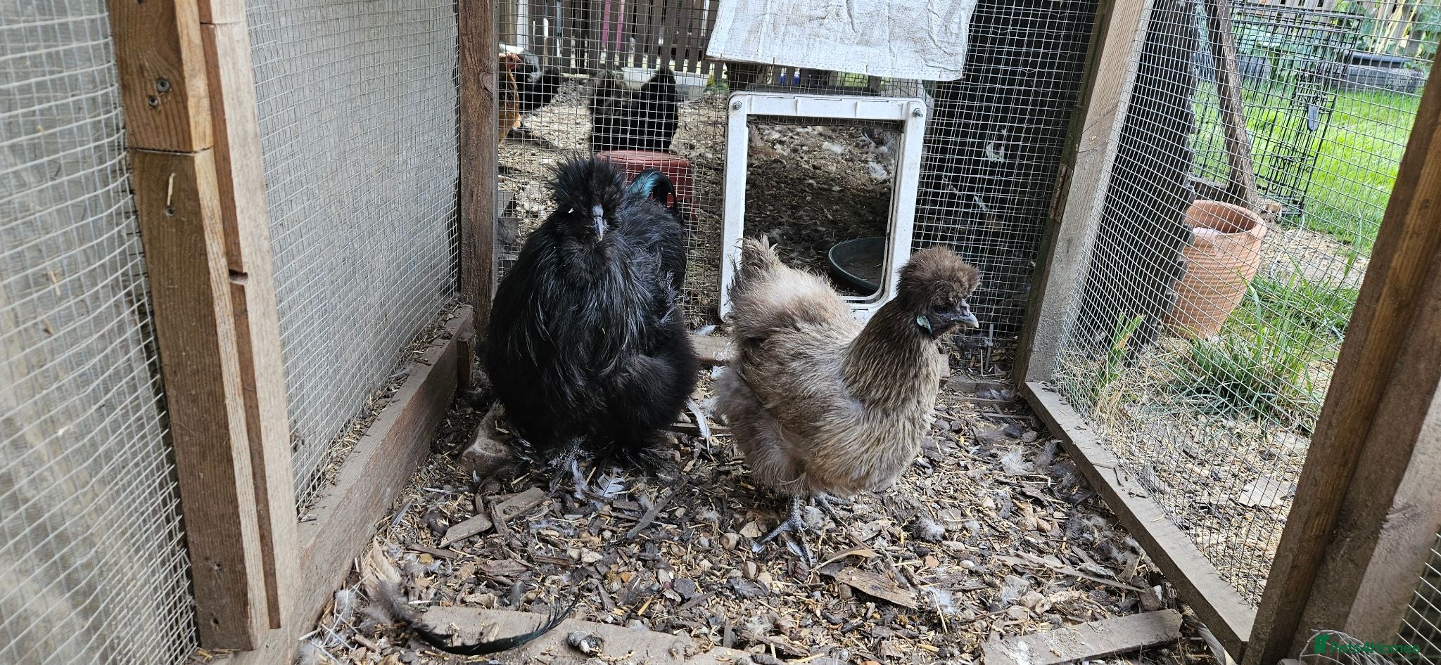 Chickens poultry Silkie chicken  - Advert 1