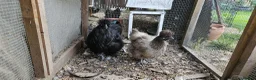 Chickens poultry for sale: Silkie chicken  in Lingfield - Advert 1