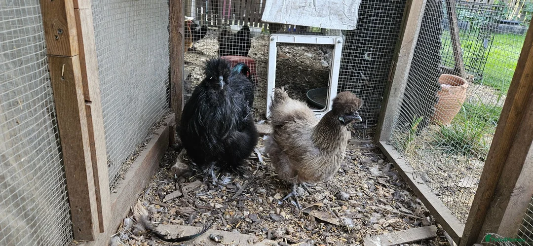 Chickens poultry for sale: Silkie chicken  in Lingfield - Advert 1