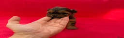 Shihpoo dogs for sale: Shihpoo pups for sale - Advert 11