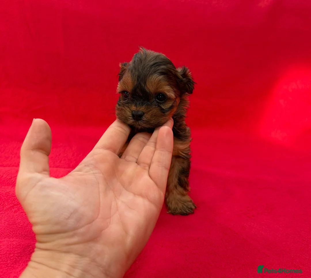 Shihpoo dogs for sale: Shihpoo pups for sale - Advert 11