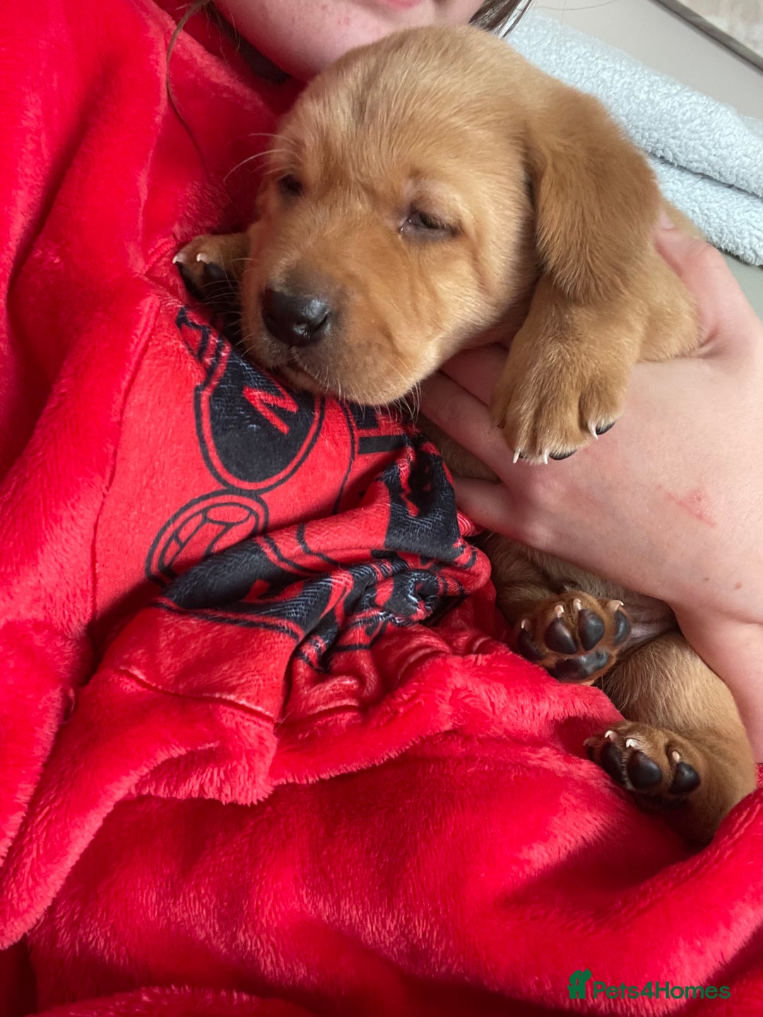 Labrador Retriever dogs for sale: Adorable labrador puppies 🐾  - Image 8