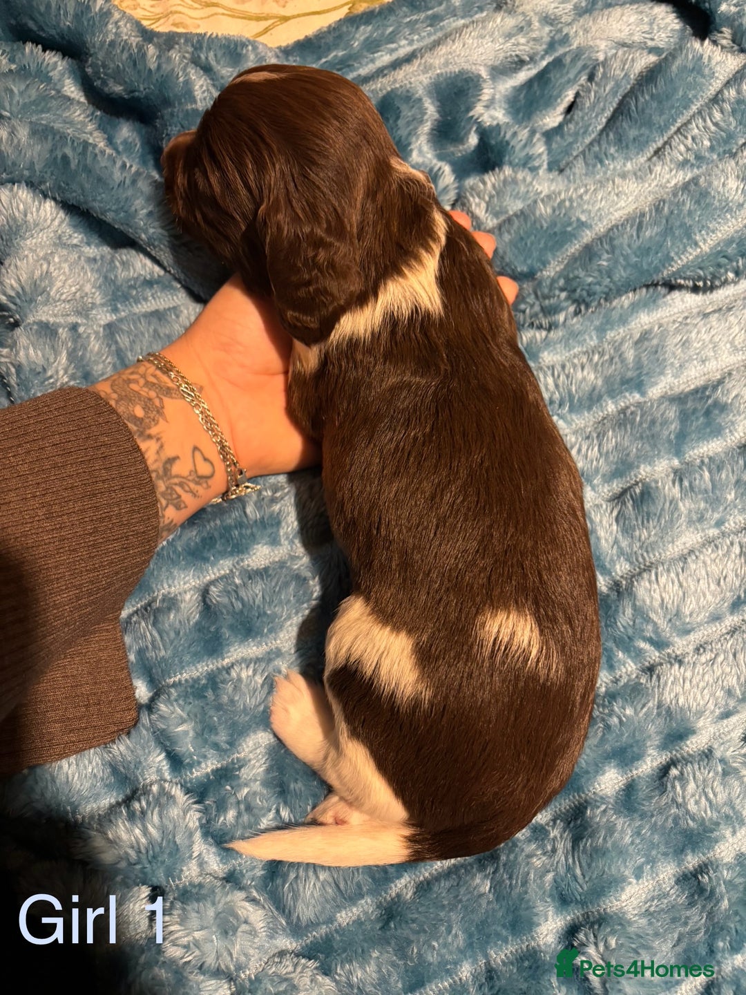 English Springer Spaniel dogs for sale: ✨ KC Registered English Springer Spaniel Puppies ✨ - Advert 19