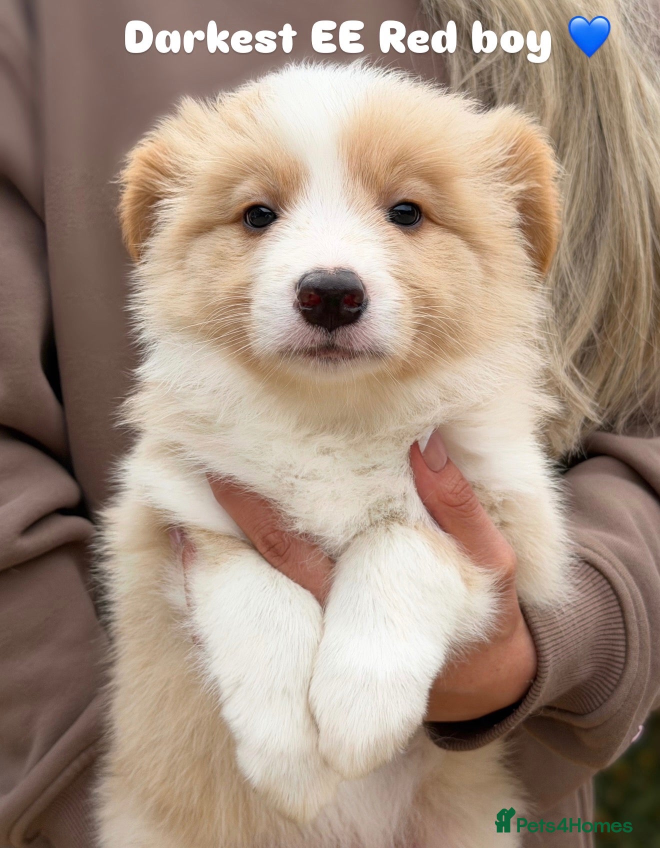 Border Collie dogs Stunning Champion line puppies  - Advert 2