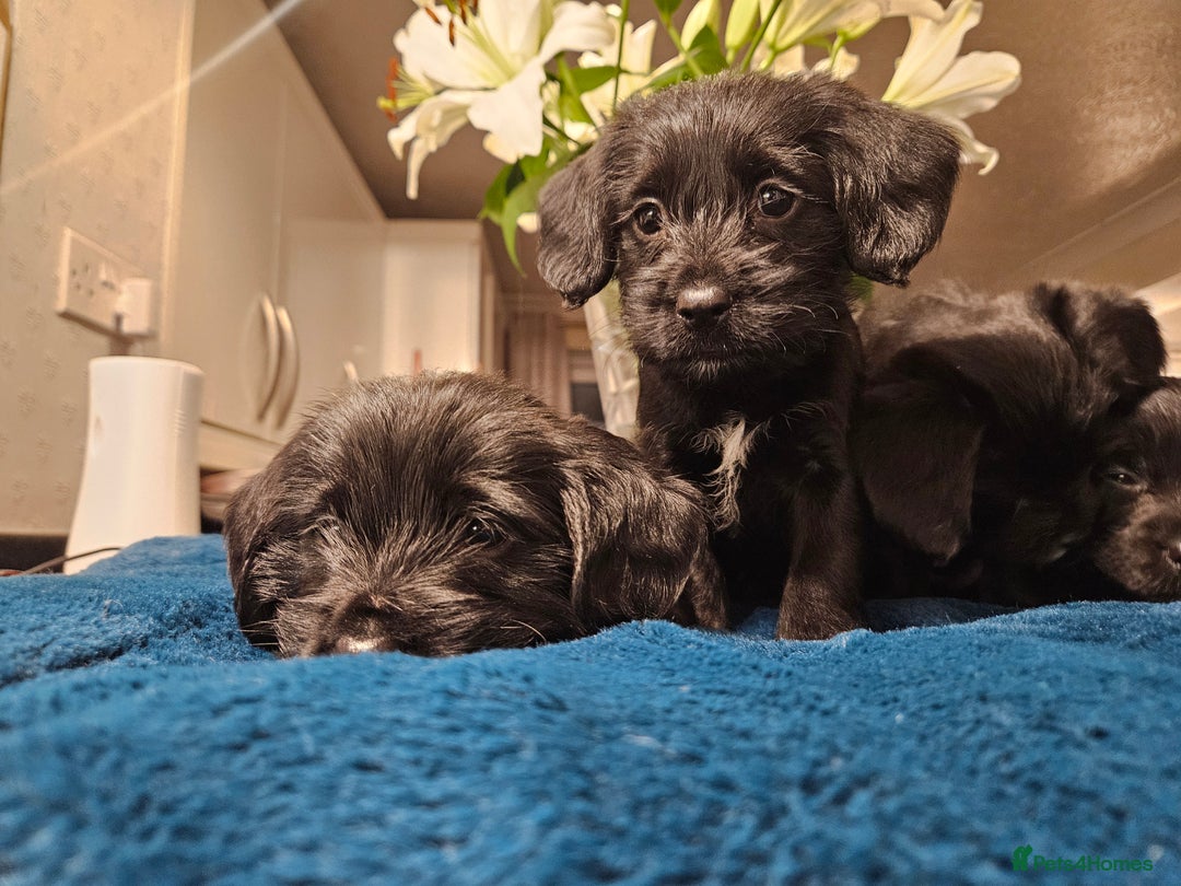 Mixed Breed dogs for sale: Cocker spaniel cross puppies - Image 4
