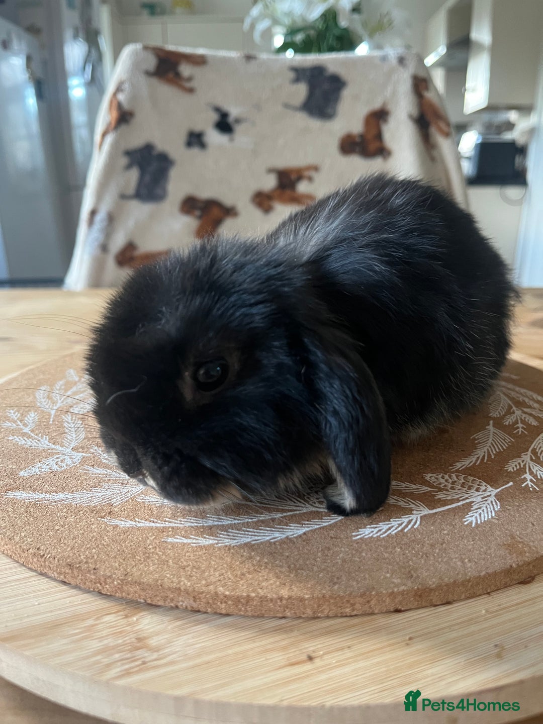Mini Lop rabbits for sale:  Beautiful mini lops - Advert 9