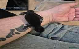 Leopard Gecko reptiles for sale: Female adult black night leopard gecko  - Image 5