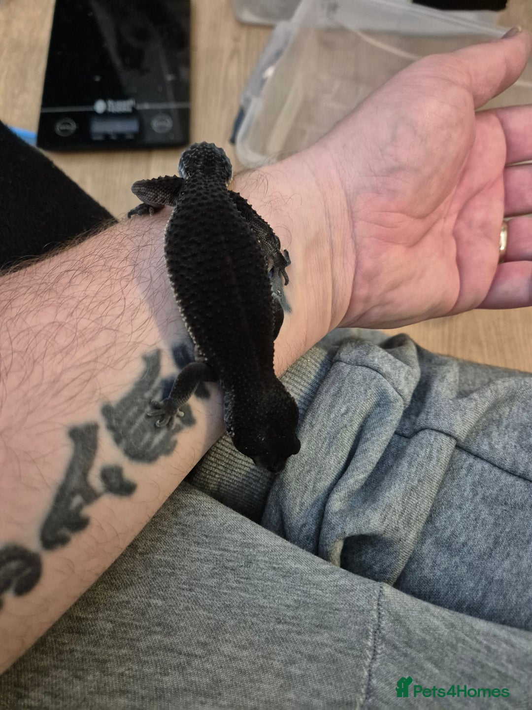 Leopard Gecko reptiles for sale: Female adult black night leopard gecko  - Image 5