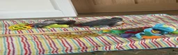 Parrots birds for sale: handreared african grey babies - Advert 3