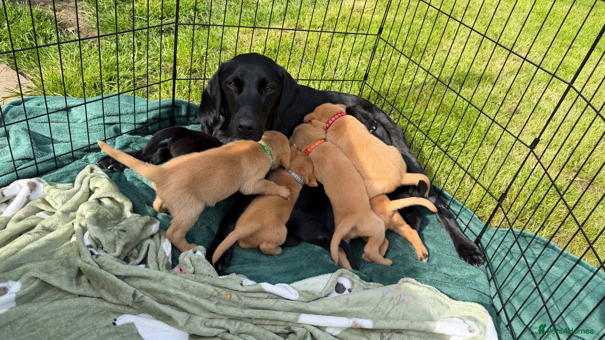 Labrador Retriever dogs for sale: Fox Red Working Labrador Puppies - Advert 12