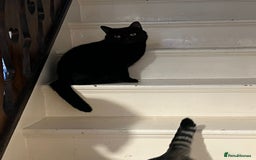 Mixed Breed cats for adoption: Two lovely ladies need a new home! in Hook - Advert 3