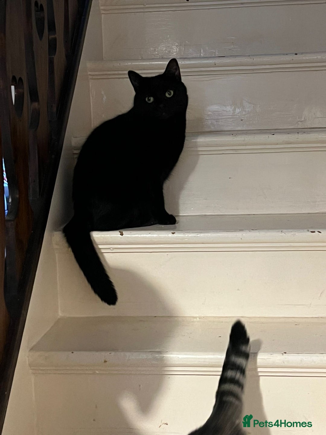 Mixed Breed cats for adoption: Two lovely ladies need a new home! in Hook - Advert 3