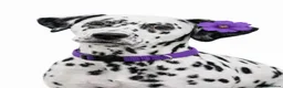Dalmatian dogs for sale:  Harley, the enchanting half-Aussie has had pups. - Advert 23