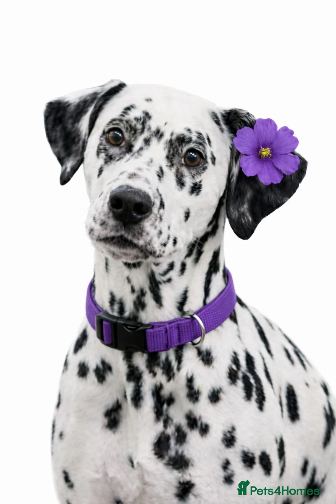Dalmatian dogs for sale:  Harley, the enchanting half-Aussie has had pups. - Advert 23
