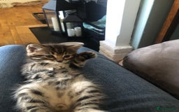 Mixed Breed cats for sale: Fluffy kittens - Image 4