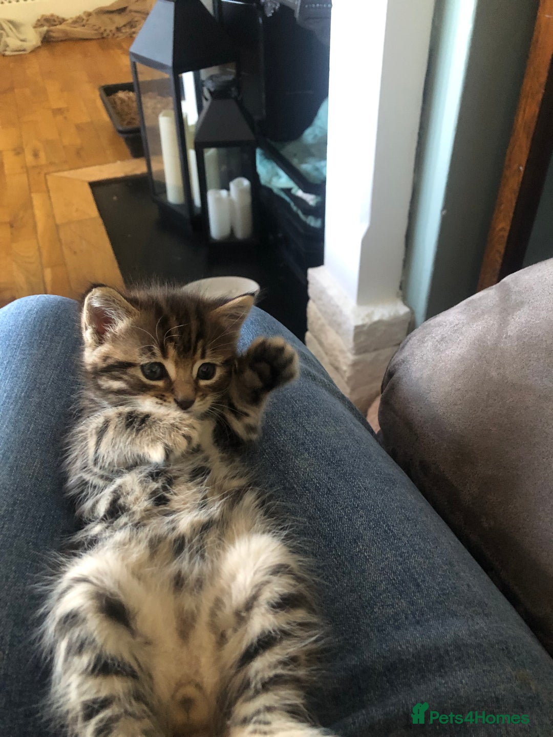 Mixed Breed cats for sale: Fluffy kittens - Image 4