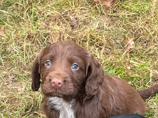 Cocker Spaniel dogs Beautiful Cockerspaniel Puppies for sale🐶 - Advert 11