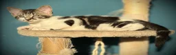 Mixed Breed cats for sale: Tabby Boy kitten Maine Coon/Siamese Mix - Advert 6