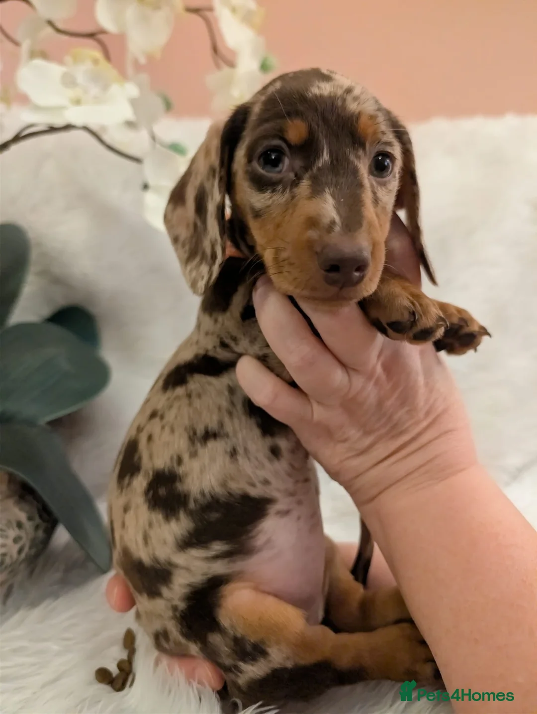 Miniature Dachshund dogs for sale: Miniature Dachshund Ready Now - Advert 20