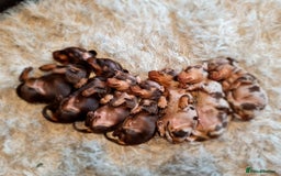 Miniature Dachshund dogs for sale: 💜Extra miniature chocholate dapple daschunds💜  - Image 19