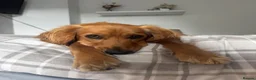 Mixed Breed dogs for sale: Young Cocker Mix needs experienced & calm home - Advert 5