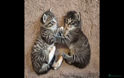 Ragdoll cats for sale: Mixed Ragdoll Kitten - Image 2