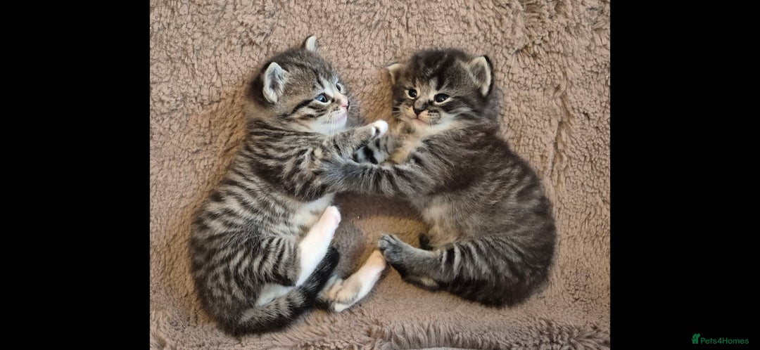 Ragdoll cats for sale: Mixed Ragdoll Kitten - Image 2