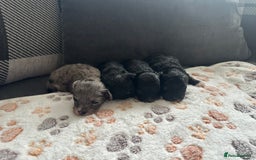 Maltipoo dogs for sale: F1 Toy Maltipoos - Image 12