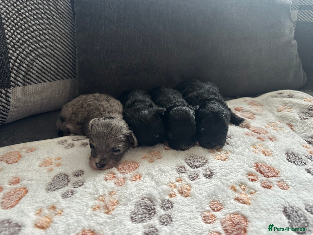 Maltipoo dogs for sale: F1 Toy Maltipoos - Image 12