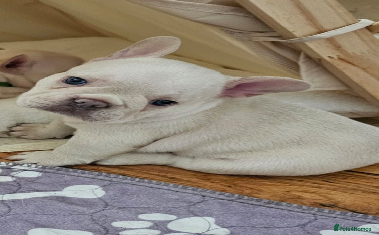 French Bulldog dogs - Advert 9