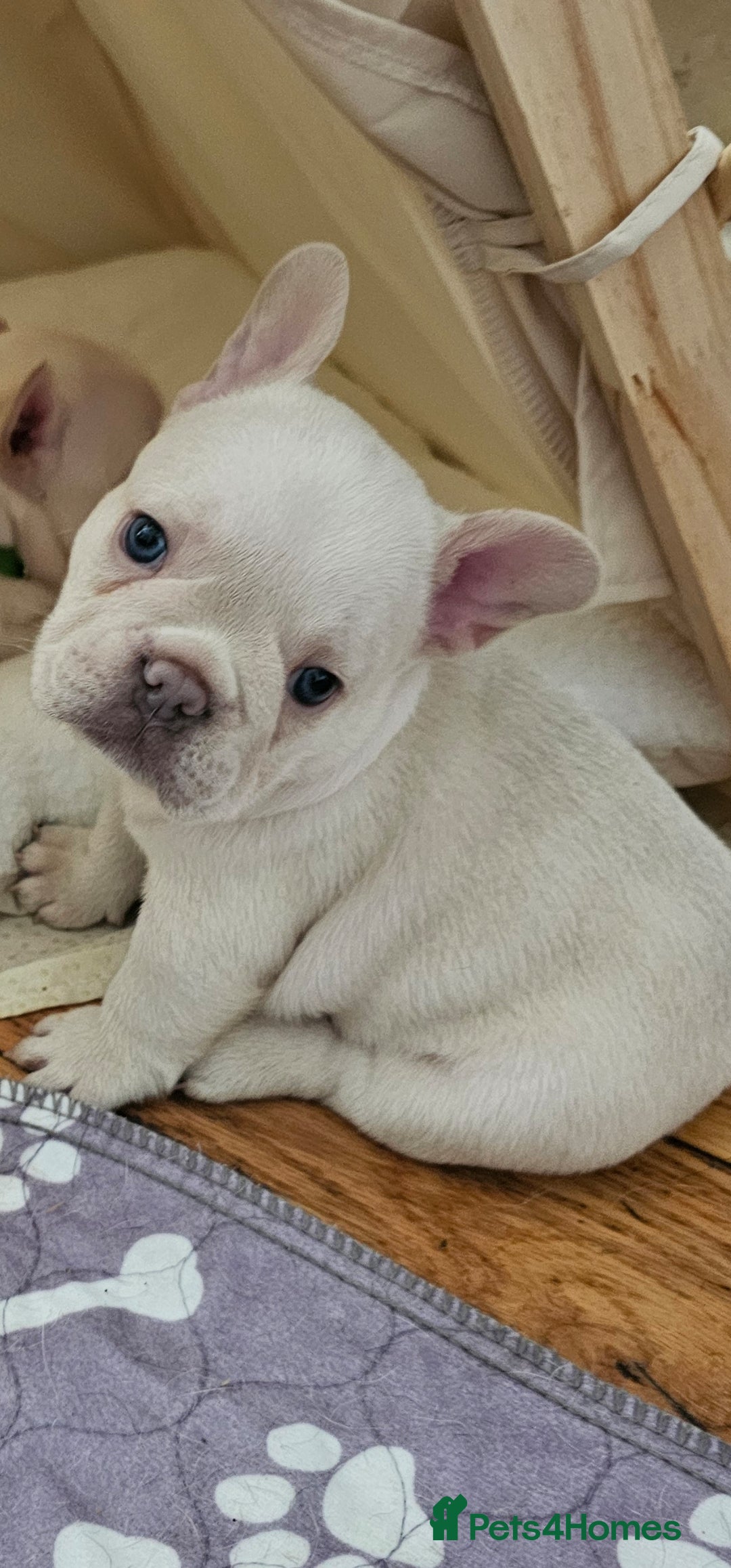French Bulldog dogs for sale: Georgous french bulldogs for sale  - Image 1