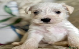 Miniature Schnauzer dogs for sale: Absolutely Stunning Healthy Mini Schnauzers  - Image 7